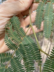 Acacia glaucocarpa