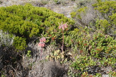 Cotyledon orbiculata orbiculata