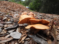 Gymnopilus dilepis