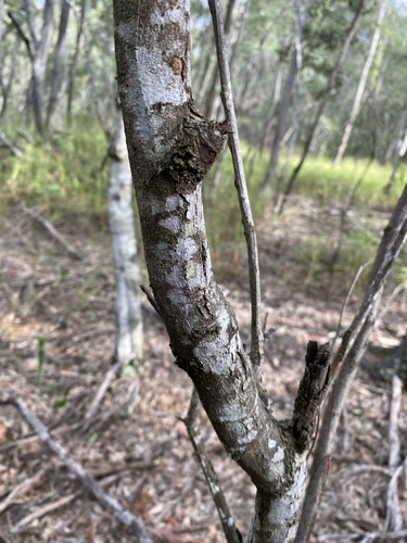 Image of Acacia glaucocarpa by (c) Greg Tasney, some rights reserved (CC BY-SA)
