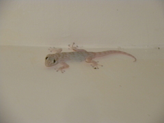 Ptyodactylus hasselquistii