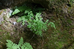 Cryptogramma stelleri