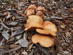 Gymnopilus dilepis