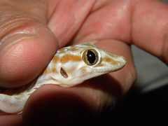 Ptyodactylus hasselquistii