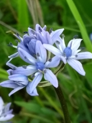 Scilla verna