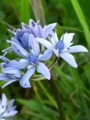 Scilla verna