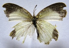 Eurema daira eugenia