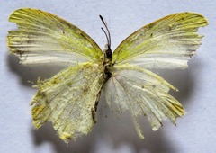 Eurema daira eugenia