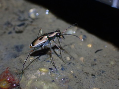 Callytron nivicinctum