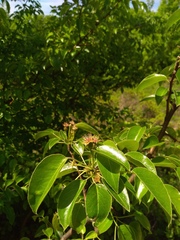Pyrus communis caucasica