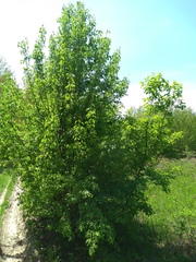 Pyrus communis caucasica