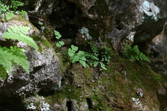 Cryptogramma stelleri