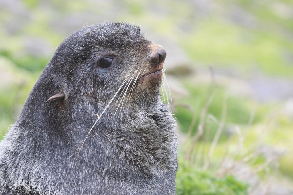 Close portrait of a northern fur seal with long whiskers, on a green slope in the Aleutian Islands