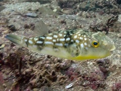 Chelonodontops patoca