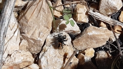 Philaeus chrysops