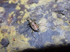 Callytron nivicinctum