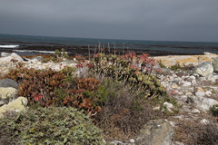 Cotyledon orbiculata orbiculata