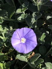 Convolvulus sabatius mauritanicus