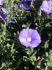 Convolvulus sabatius mauritanicus