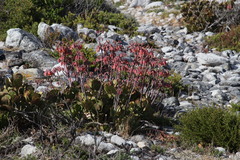 Cotyledon orbiculata orbiculata
