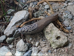 Limax subalpinus