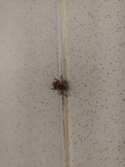 Mechistocerus