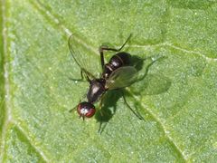 Nemopoda nitidula