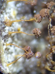 Physarum flavicomum