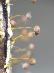 Physarum flavicomum