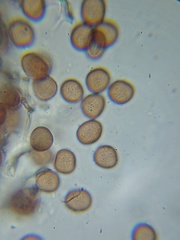 Physarum flavicomum