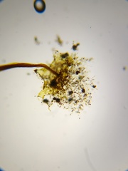 Physarum flavicomum