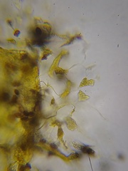 Physarum flavicomum