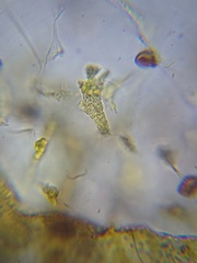 Physarum flavicomum