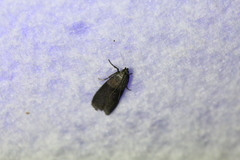 Sciota fumella