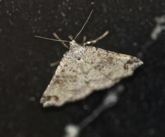 Lithilaria proestans