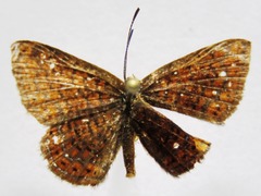 Calephelis laverna