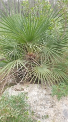 Chamaerops humilis