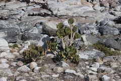 Cotyledon orbiculata orbiculata
