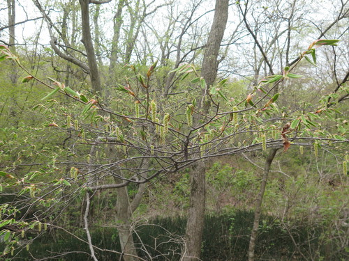 Carpinus cordata iNat (2)
