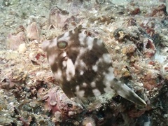 Stephanolepis cirrhifer