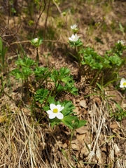 Anemonastrum chinense
