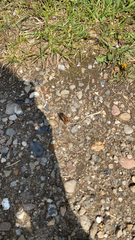 Aglais urticae