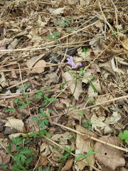Cardamine trifida