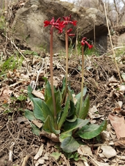 Primula maximowiczii