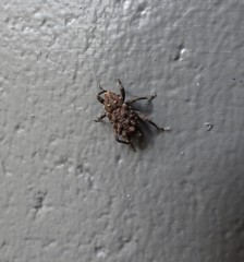 Tapinosomus exitiosus