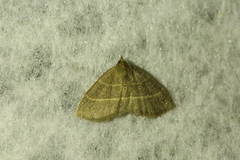 Trisateles emortualis