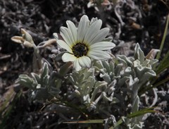 Arctotis stoechadifolia