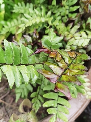 Polypodiopsida