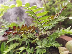 Polypodiopsida