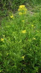 Bunias orientalis